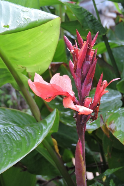 Canna Lilly flower